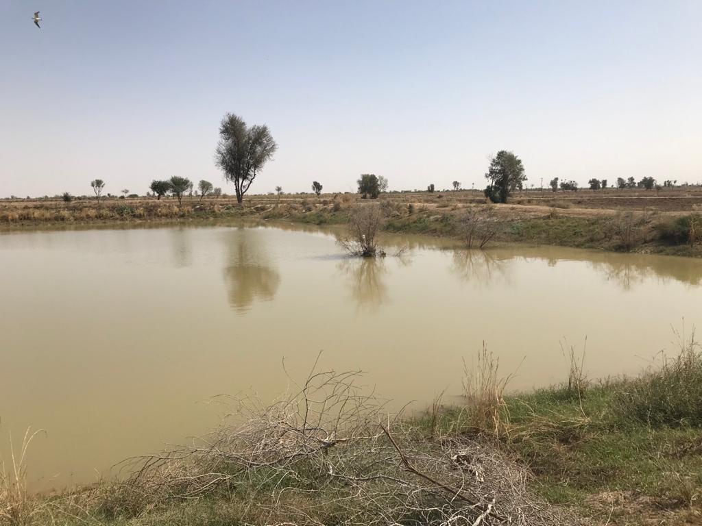 FBLN_media's tweet photo. Drip irrigation systems can play a role in spate irrigation systems. In this case in Pakistan water from ponds which are filled during th flooding season is used to irrigate vegetables. #FBLN #Pakistan is supporting this initiative. https://t.co/StRCAa0SwQ
