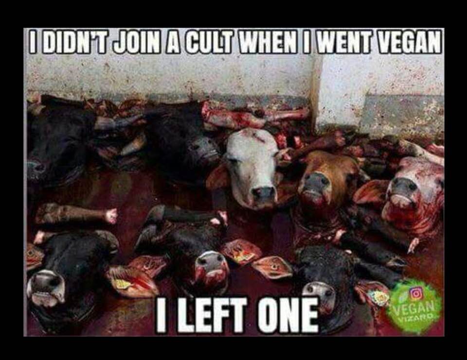 Grahanimal's tweet photo. @humphreysb @KemMinnick @1GarethWynJones @ildico1 @HessionV @winkMartindale8 @ffionhooson0 #no2meat #MeatyMarch #MeatlessMarch #MeatFreeMarch #GoVegan #EndSpeciesism #StopAnimalCruelty https://t.co/SEWcIq49s7
