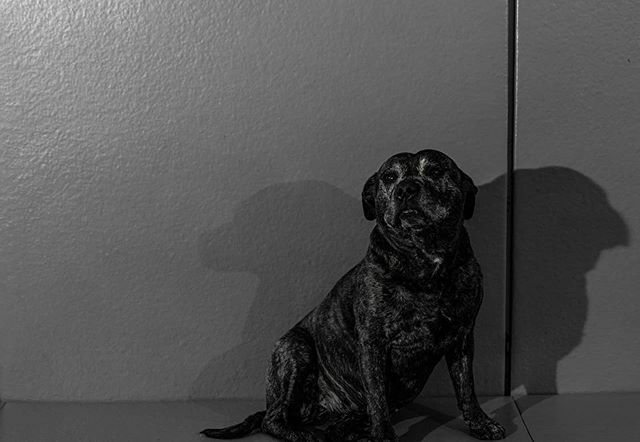 Nu_Perspective_'s tweet photo. Sometimes you're doing a shoot and the house #doggo decides she wants to get in the shot. Obviously I obliged.
#doggosdoingthings #dogsofinstagram #caninemodels #blackandwhitephotography https://t.co/jDuL7OgC7L https://t.co/FOjDSpZndE