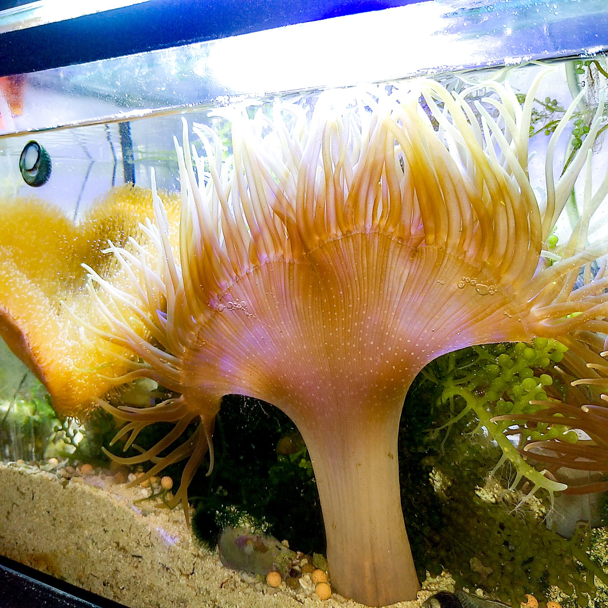 ロングテンタクルアネモネ Twitter Search Twitter