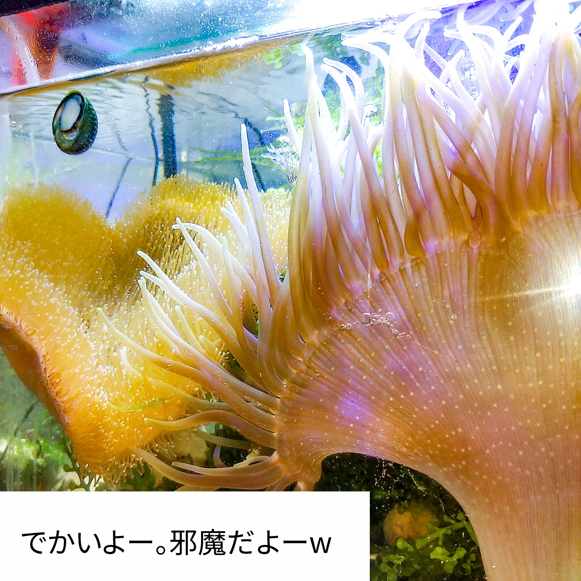 ロングテンタクルアネモネ Twitter Search Twitter