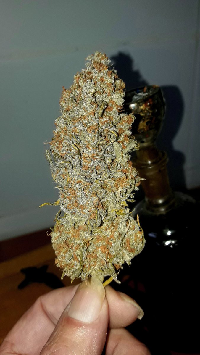 AdrycManellson's tweet photo. Yo siempre Cultivo #Orgánico Verde Mundo, es la #Filosofía de #AdrycsCove y de @GreenbudSeeds Amig@s. Por eso, la Base para obtener un gran resultado es un buen #Enraízado antes de iniciar la #Floración.
Ahora mismo, a Catar 🤣🤣🤣,
Boong de #GreenPowerXL va,
A Vuestra Salud.🧚‍♂️😎 https://t.co/wt2qYxq2pF