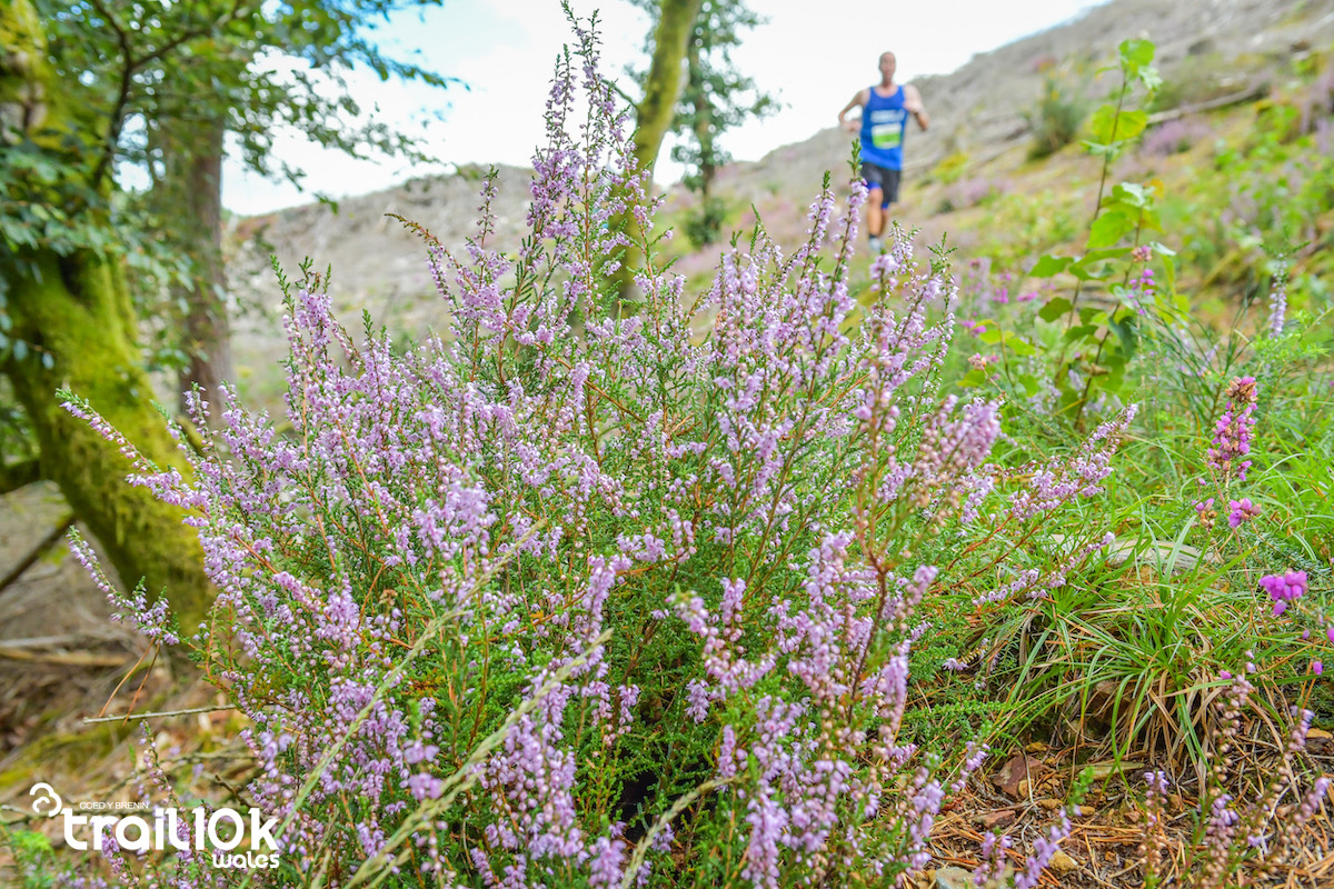 Fantastic to see that almost 40% of entries to date for the #Trail10KWales this September have opted to donate to #TreesNotTees! ☺️🌳🌲
.
Entries to our most accessible trail event at #RunCoedyBrenin are now live via 👉runcoedybrenin.com/events-at-coed…