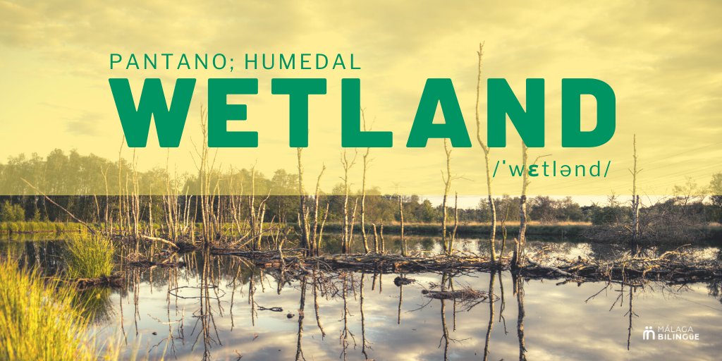 'wetland' - pantano; humedal | ¿Conoces las especies de ave que más se ven en los observatorios de la provincia? Discover #TheCoastalPath 
👉bit.ly/2PK2WSc  #discoverMalaga #MalagaBilingue #English #Spanish @SendaLitoral