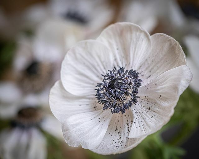innerlightuk's tweet photo. Anenome 
#flower #anenome #closeup #closeupphotography #macrophotography #macro #xt3 #fujifilm #fujifilm_xseries #fujifilmxt3 #fuji_love #kentphotographer https://t.co/N27J1Fj22G https://t.co/Jcdb2M2kCf
