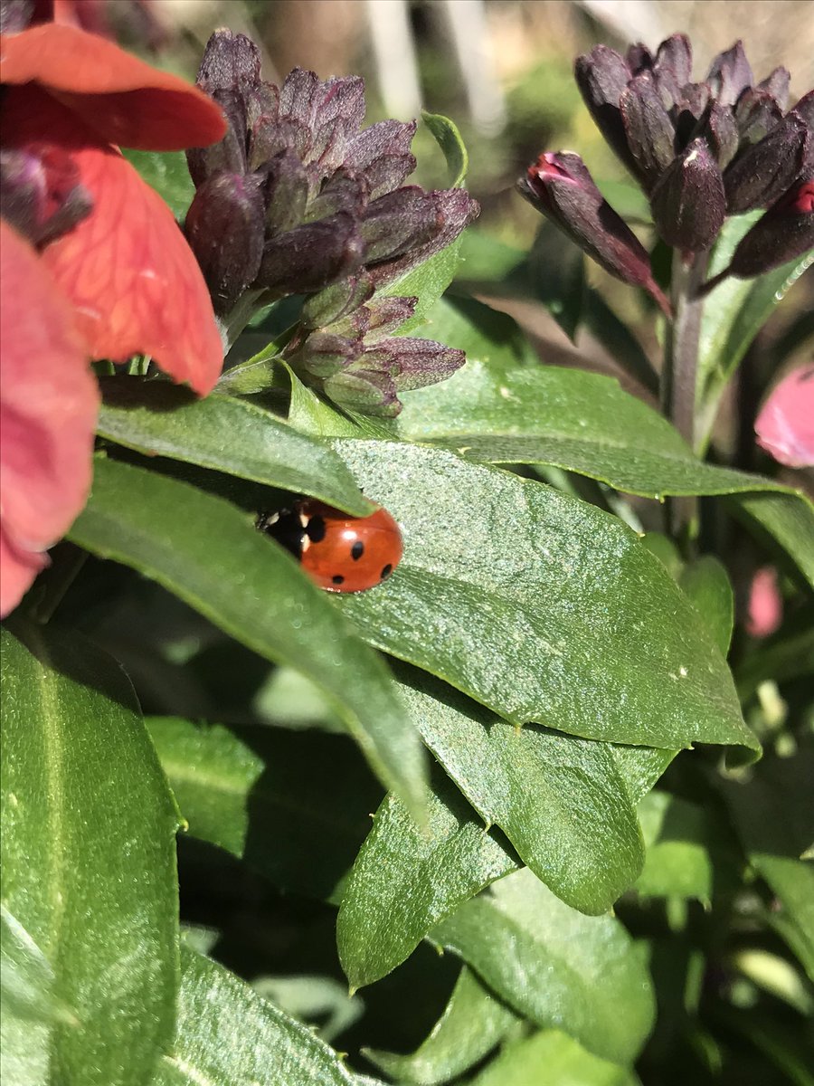 evelienepien83's tweet photo. I am gardening!!! #firsttimethisyear #sunsout #lovingit #ladybugs #nostorm https://t.co/YZW8alyxpS