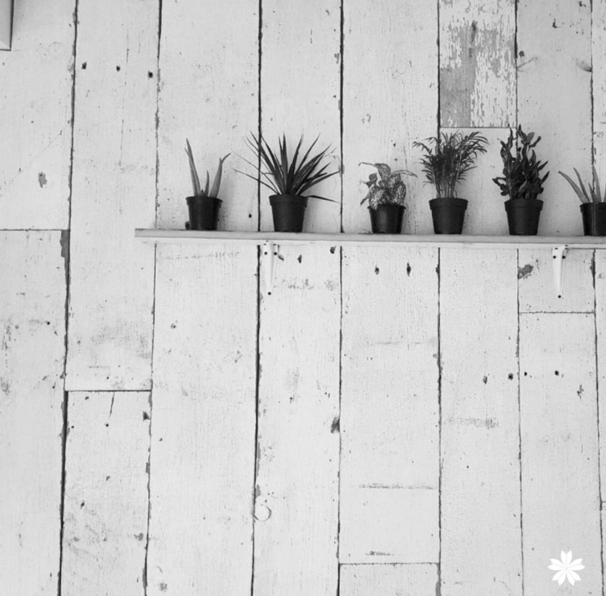 ShawYoga's tweet photo. got some little plants you want to share with us? come join our plant swap on Sunday the 8th! More info on our site: https://t.co/NcWnoHuJsB https://t.co/I8JsLhEzJD