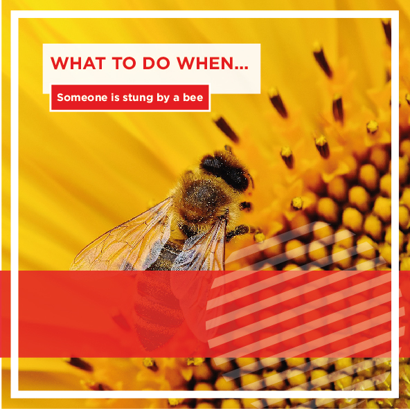 GauMed911's tweet photo. What to do when a bee stings you or a loved one...
To find out follow us on Facebook or Instagram - links below

Instagram: https://t.co/qjpNlhqFEt 
Facebook: https://t.co/ZcweThdm3S https://t.co/8EZRm0YOup