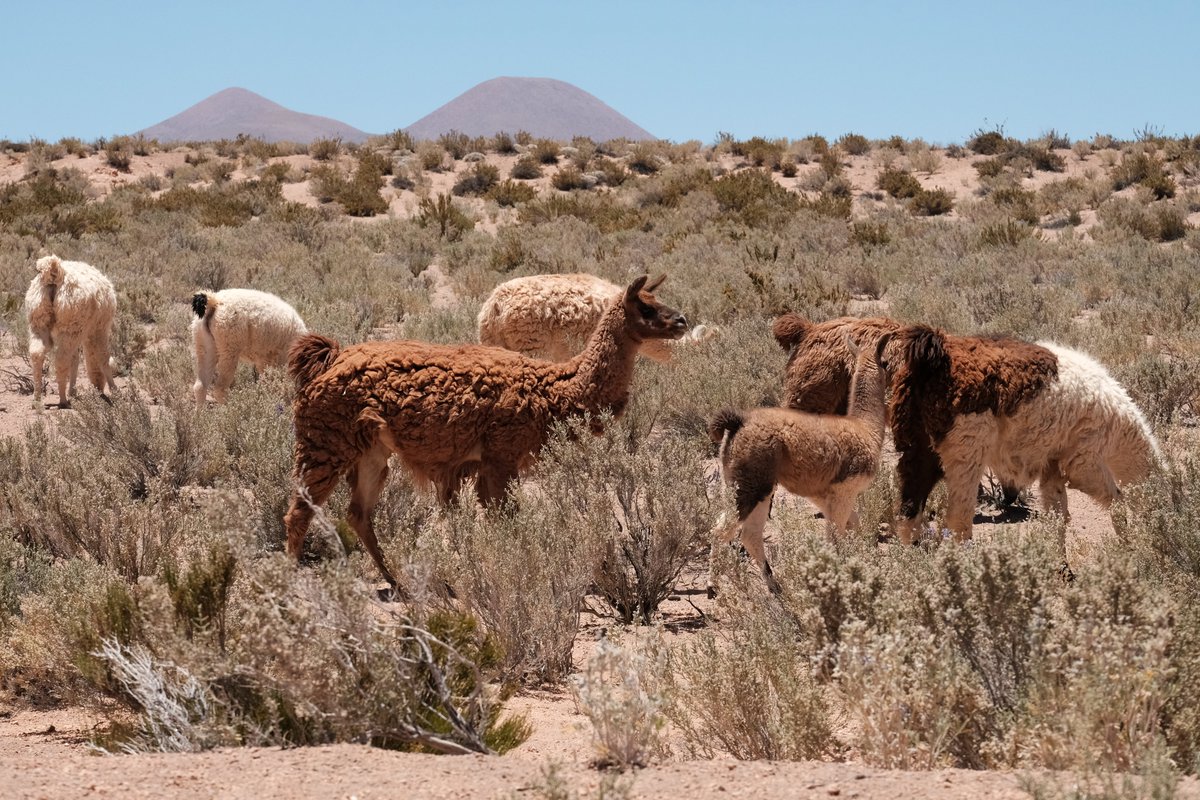 TheEarlyPages's tweet photo. In our latest post, @elignaciojara shares his fieldwork experience from northern Chile, where #climate research is accompanied by spectacular landscapes, llamas, and fossil rodent middens: https://t.co/ylCkHQSX4j https://t.co/OmJNsTBsal