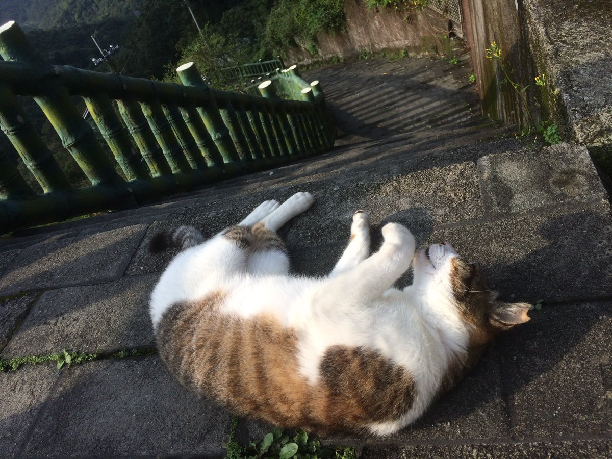 confidencezabi's tweet photo. はい、ドーン！にゃーん🐈 https://t.co/LF93OK7ILC