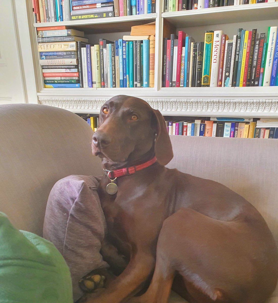 LyraPercy's tweet photo. Dr Lyra Percy, Professor of Cynology, will see you now. #dogsofoxford #dogsofacademia https://t.co/kUR2IuSjsu