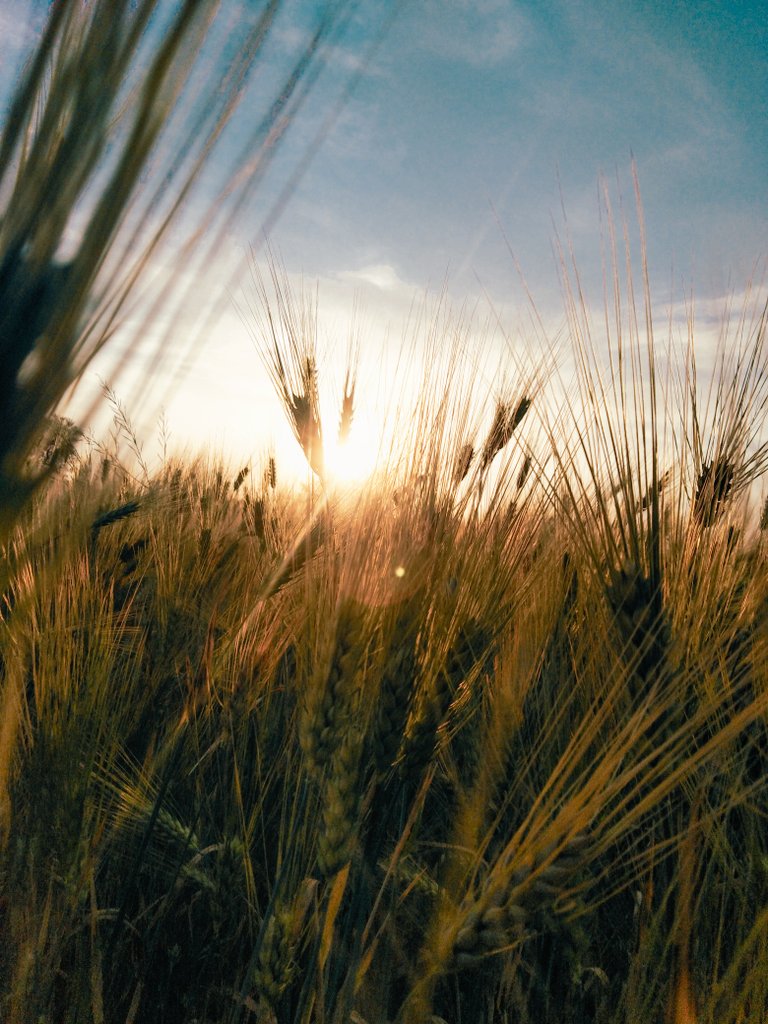 pankajclicks's tweet photo. Beauty of sunlight
#shotonHONOR #capturedonhuawei #hellohuawei #Huawei #tranding #PhotoOfTheDay #Twitter #weather #outdoors #beautiful #natural #lr_light #nature #sunrise #sunset #naturelovers #travel #Earth #weath #Wednesdaymorning @NatGeo @lightroom @HuaweiMobile @Honorglobal https://t.co/9oDIVbeRc3