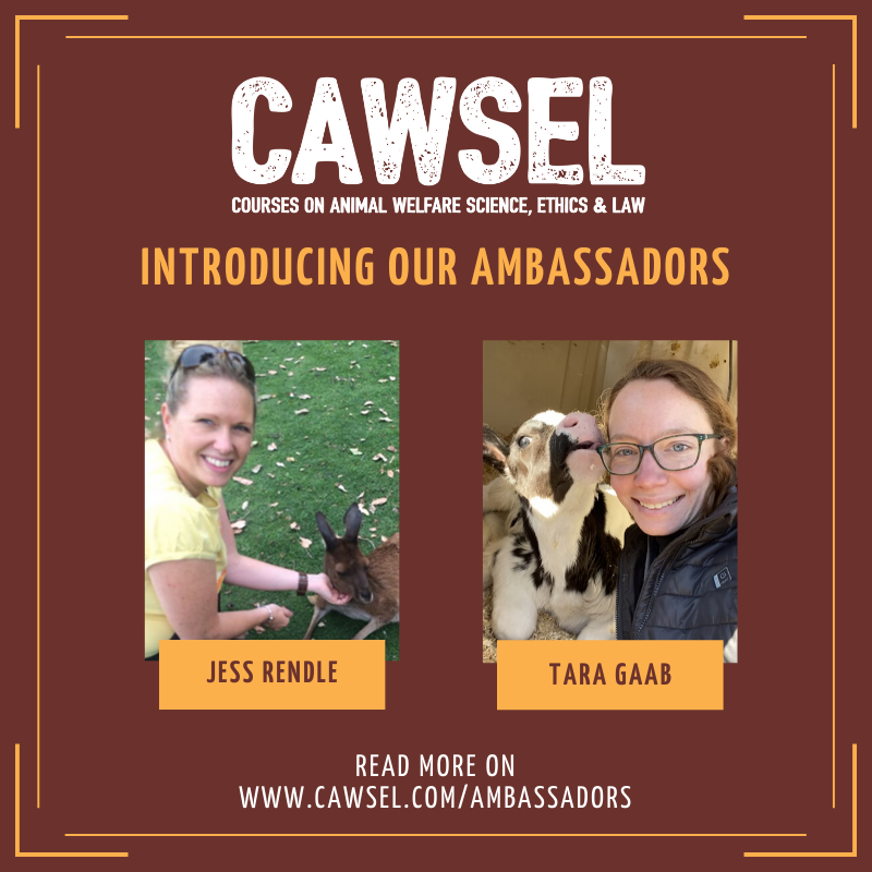 CAWSEL (@CAWSEL1) / Twitter CAWSEL (@CAWSEL1) / Twitter