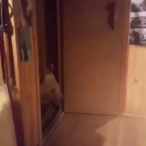soaptopia_ae's tweet photo. ... and then they drank #vodka &amp; played #balalayka.. #animals #wildanimals #wildanimal #bear #bears #bearsofinstagram #kodiakbear #oso #ayı #ourse #ourse #медведь #медведи #crazyrussians #машаимедведь #машаимедведь👧🐻 #сашаимедведь https://t.co/qenSZZ5euh https://t.co/jAdFs53A3w