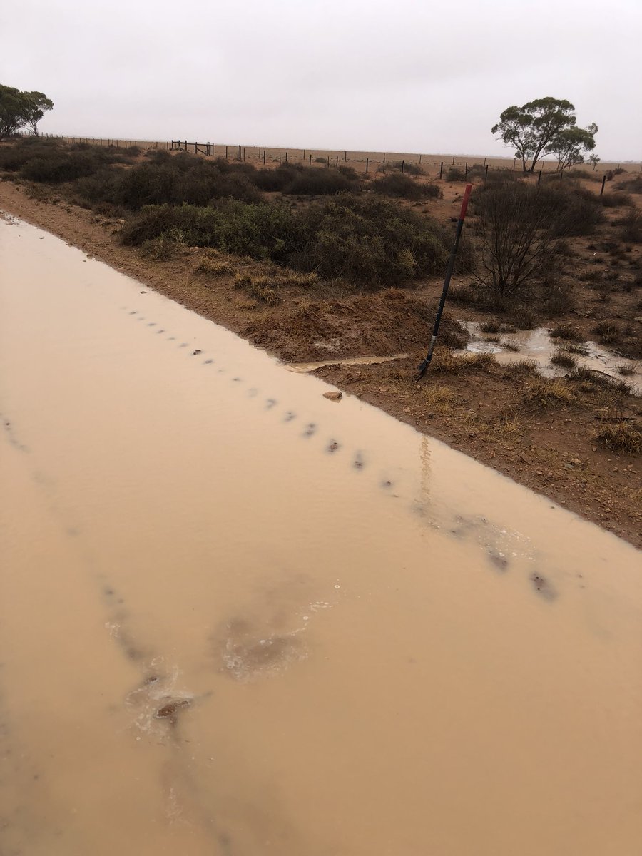 lukefarmerkenny's tweet image. Out doing a bit of maintenance for the shire, because your kids need to go to school, and a ute load of fools are heading back from the NP with moti’s in the back cutting up the road. #cheers #idiots #couldntwait #rain #millewa