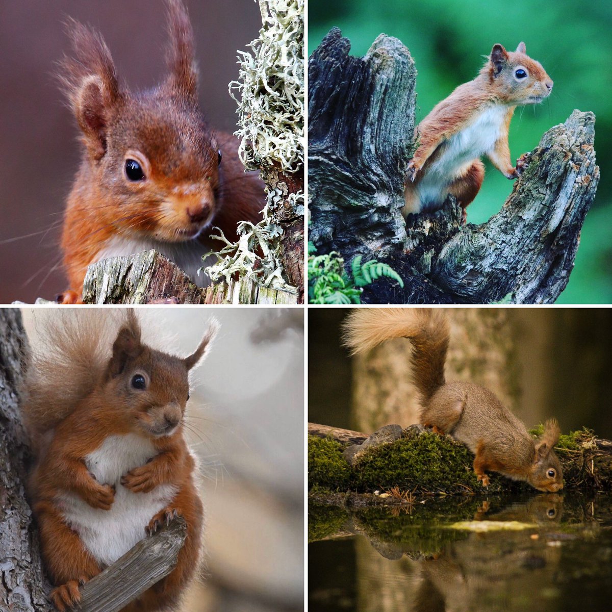 Who will win? It’s time to announce our #redsquirrel #photocompetition winner?