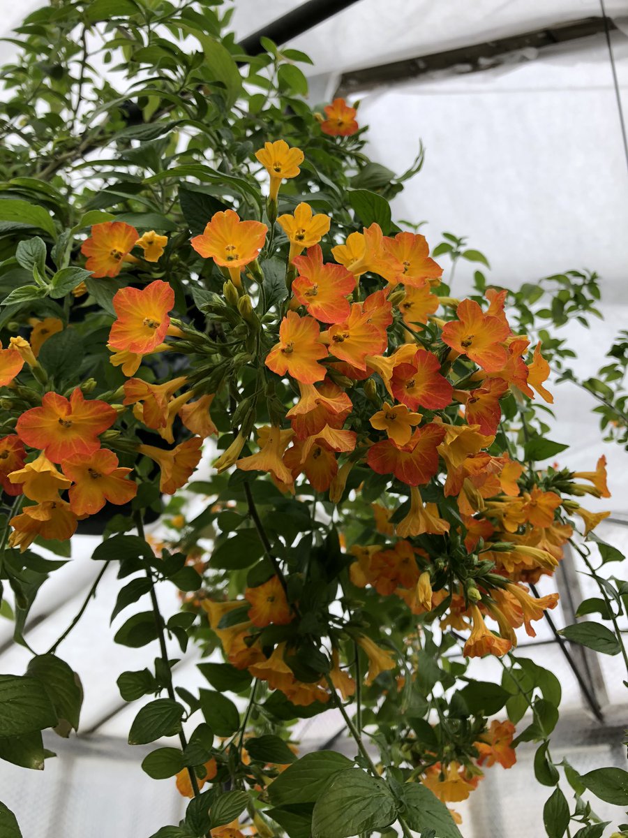 Streptosolen jamesonii baskets are giving us some nice early colour 😁