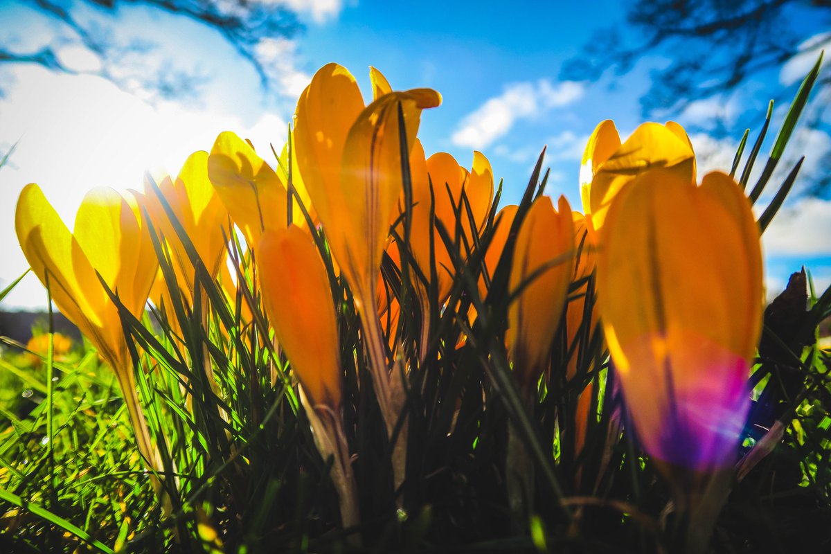 realscotmany's tweet photo. Spring has definitely sprung in @Edinburgh #thisisEdinburgh #EdinburghLife #ScotlandIsNow https://t.co/XBevDvud9t