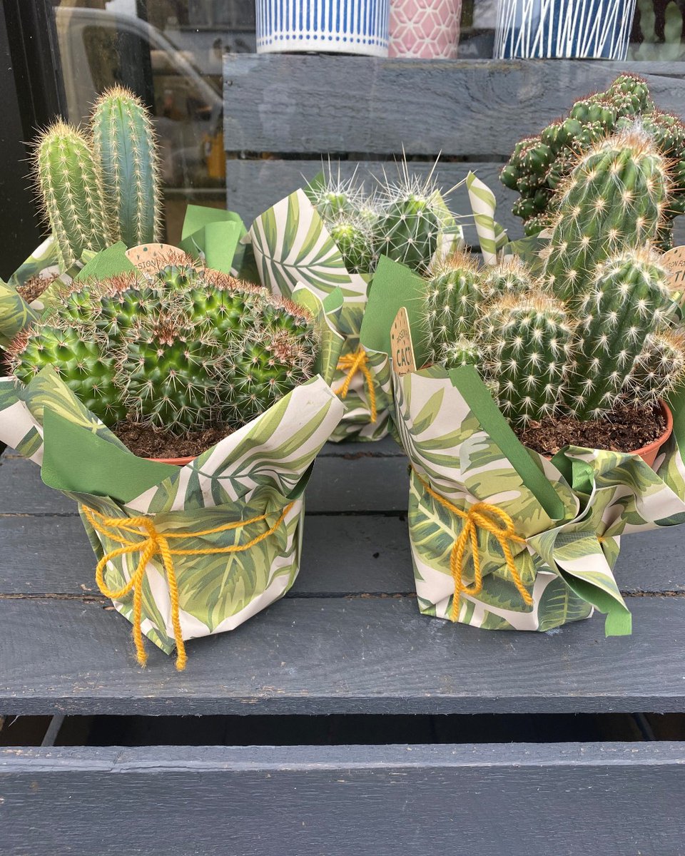 RodgersFlorist's tweet photo. We have a selection of colourful spring baskets, scented stocks and cacti at our Chorlton shop, ready to pick up and take home 😊 #springplants #springflowers #springbaskets #cacti #pickupandgo #chorlton #manchester #localflorist https://t.co/6hAH3titAH