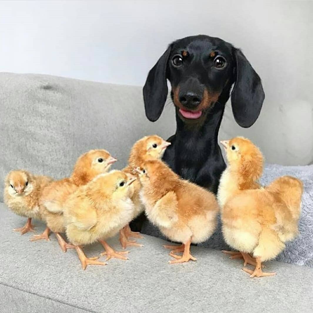 اقولج ماعندي احد غيرج شفيج ؟!