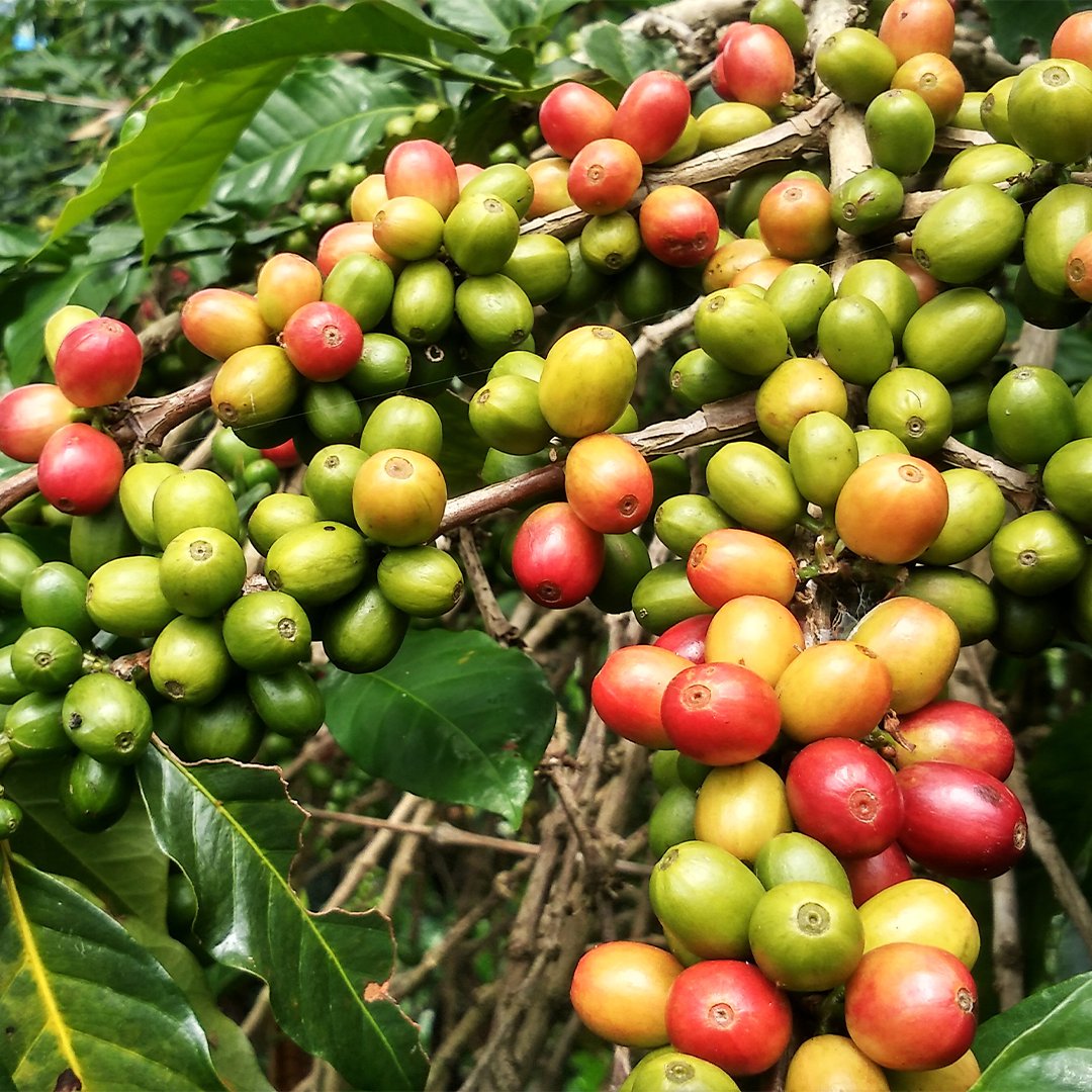 Selective picking is a coffee harvesting method that entails picking the ripe cherries only. This technique is used to harvest high-quality Arabica beans. Selective picking is used to harvest Chiswara coffee grown in Kenya.
#coffee #kenya #chiswara #specialtycoffee #kenyancoffee