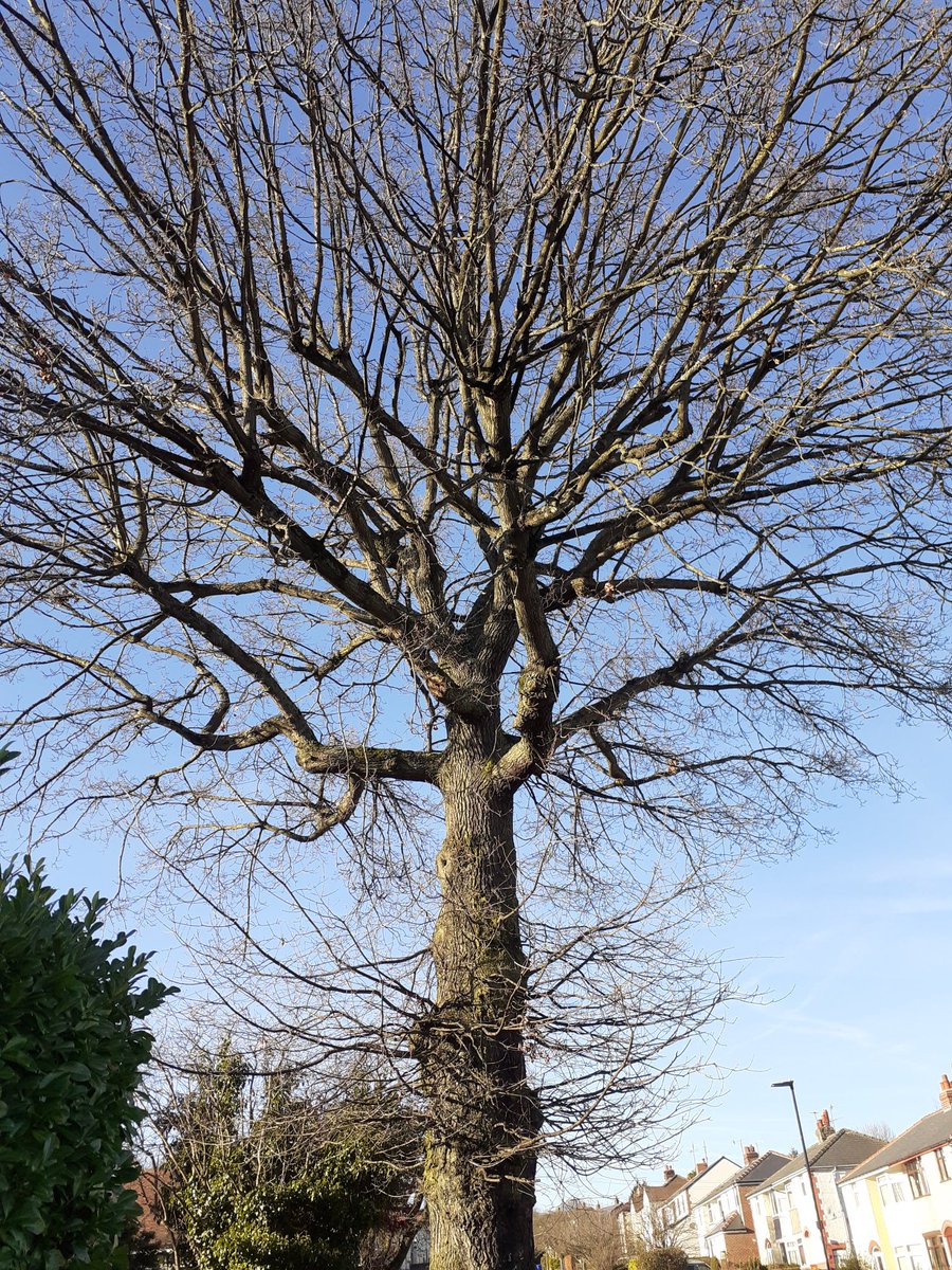 raringtoread's tweet photo. @JulianHoffman They certainly inspire awe and affection here in #Sheffield! We love and continue to protect them, including @DuchessLime @EllenLimeTree @WRMTrees @CathleenElm and of course @SAVEDORETREES' very own Vernon Oak (pic) β€π³π
#GoodThingsComeInTrees #StandUp4Trees #SaveSheffTrees https://t.co/fPGDQ4tBw4