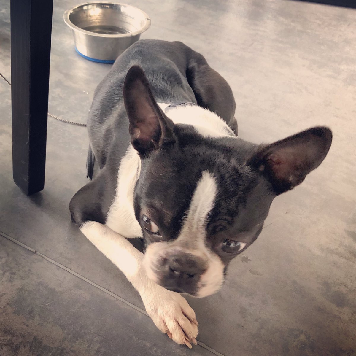 NickHennegan's tweet photo. And my co-worker in this mornings ‘office!’ Also waiting to hear from @assemblyfest But a tad lazy, if I’m honest! @mavericktheatreuk #riversidestudios #Hammermith https://t.co/3AyTM7Y45R