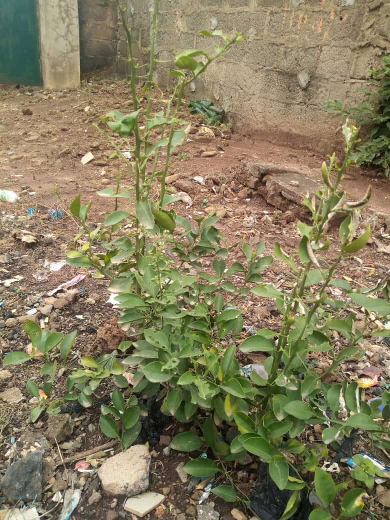 ShieldWarming's tweet photo. Good news #GWSF fruit trees planted 1st Oct 2019 to celebrate Nigeria's Independence Day are being taken care of by the students see images below https://t.co/VRuphvBwbF