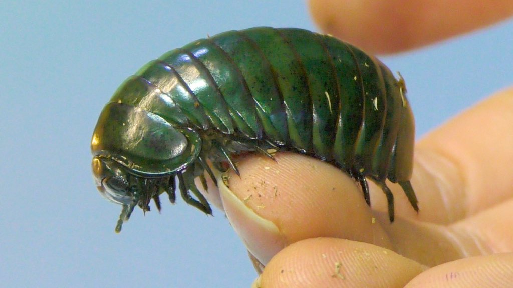 鰐 Wani 動画更新 まるで王蟲 巨大ダンゴムシ メガボール の飼い方 T Co R1a6igrnhp こいのすけさんのメガボール飼育方法を伺ってきました T Co 4431ex9auk Twitter