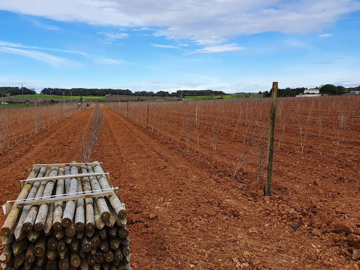gradilis's tweet photo. Le printemps est bel est bien là sur les vergers de GRADILIS Production !
Fin de floraison pour nos amandiers, palissage des jeunes plantations d’amandiers et pose des filets sur le verger de notre variété de prune Friandise.
#cestleprintemps #Gradilis_Production #VergersdeDemain https://t.co/DM9Ar4LlW9