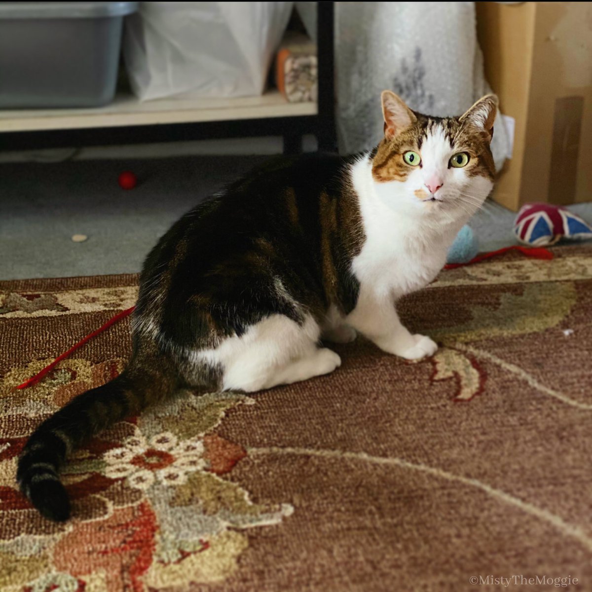 mistythemoggie's tweet photo. Zoomies commencing in 3... 2... 1... #WhiskersWednesday #HumpDay #WhiskerWednesday #catyoga #cat #HumpDay #happyhumpday #AdoptDontShop #catlife #cats #CatOfTheWeek #catlover #catproud #cutecat #catvideo https://t.co/0kKUXQKo8C