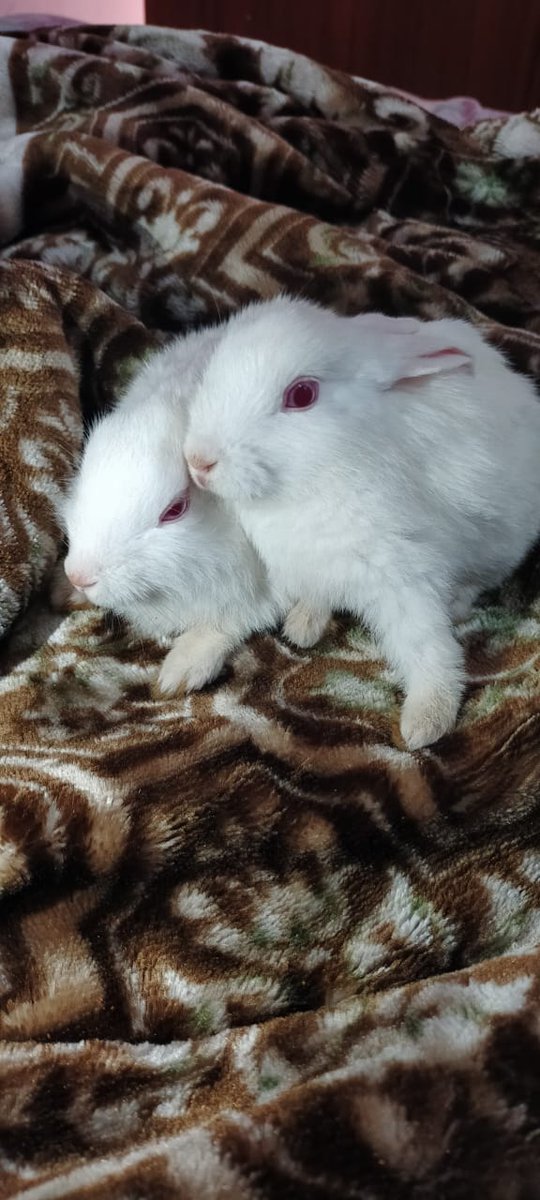 sinifail_'s tweet photo. Bought 2 cute Rabbits 🐰 Honey &amp; Bunny 
Thank you @firkey_ for inspiration https://t.co/QBpspWCipr