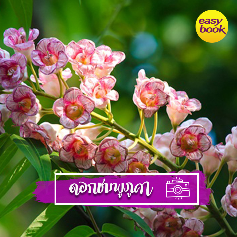 easybook_th's tweet photo. 🎉ดอกชมพูภูคา บานแล้วนะที่น่านไง🎉
อ่านเพิ่มที่ https://t.co/ACGpLR53en
#เที่ยวไทย #ททท #ท่องเที่ยว #ทัวร์ไฟไหม้ #โปรโมชั่น #โปรดี #ส่วนลด #ตั๋วโปร #ตั๋วรถไฟ
#amazingthailand #travelthailand #travel #travelblogger #travelasia #travelblog #travelphotographer https://t.co/GO4e5fcskI
