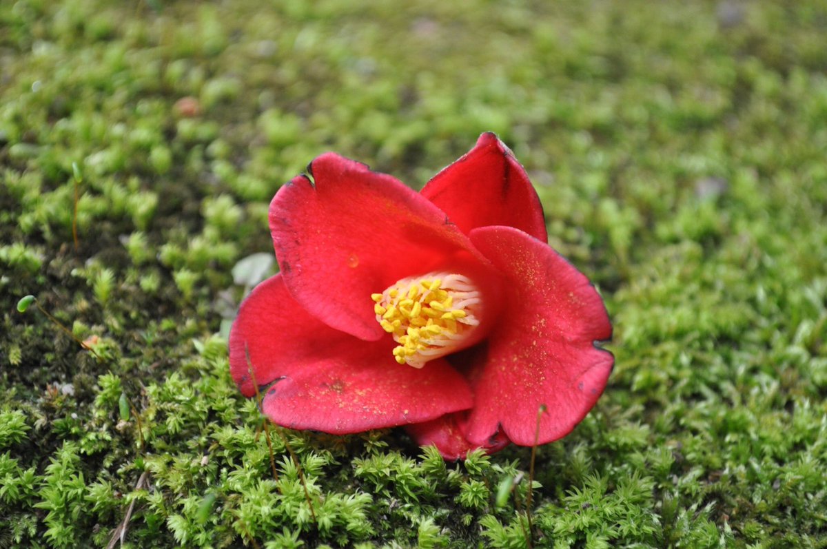 カメラ バカウサギ 椿と苔 Camellia Moss Flower Kyoto Japan Green Led Jyounangu Rainyday Nikon Photography 椿 苔 赤 緑 花 京都 城南宮 ニコン 写真を撮るのが好きな人と繋がりたい ファインダー越しの私の世界 T Co