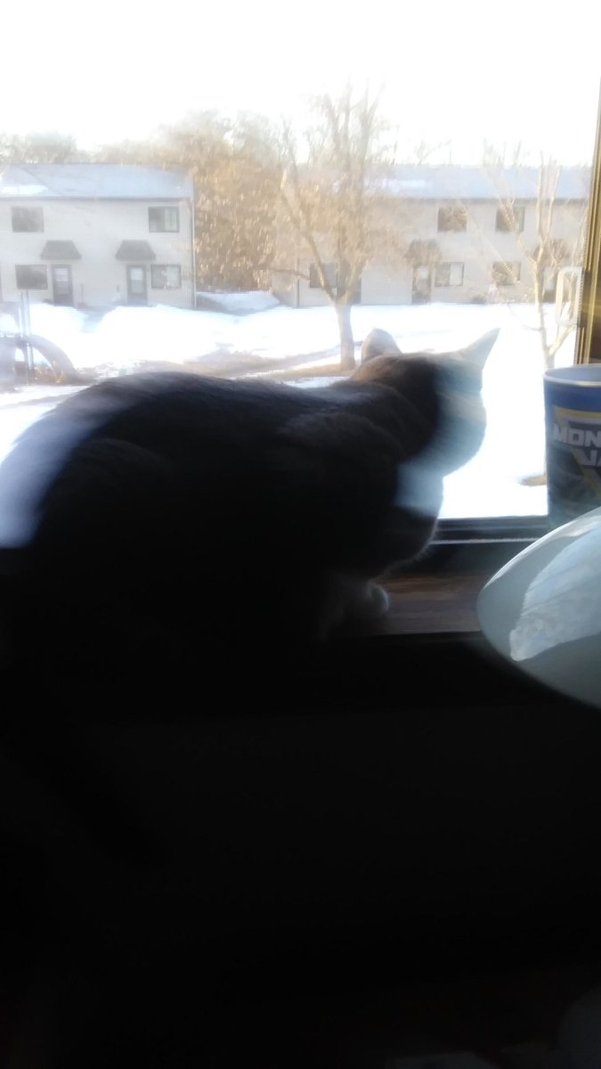 MeowMoeDotCom's tweet image. Just #Overlooking her #Domain
 
#Cats #Cat #Kittens #Kitten #Kitty #Pets #Pet #Meow #Moe #CuteCats #CuteCat #CuteKittens #CuteKitten #MeowMoe

meowmoe.com/590762/just-ov…
 
.