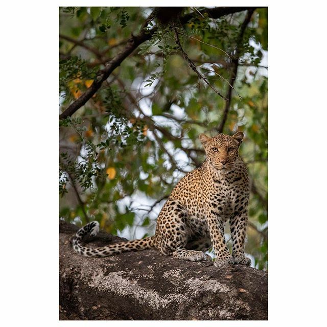 Leopard, Mashatu Game Reserve. Botswana
.
1/640 sec at f/2.8, ISO 5000 | Canon EOS-1D X Mark II + EF300mm f/2.8L IS USM | Aperture priority, -1 EV
.
#mashatu
#photomashatu
#africanature 
#animal_captures 
#animal_sultans 
#animalelite 
#animalfanatics 
#… ift.tt/2wxm2UD