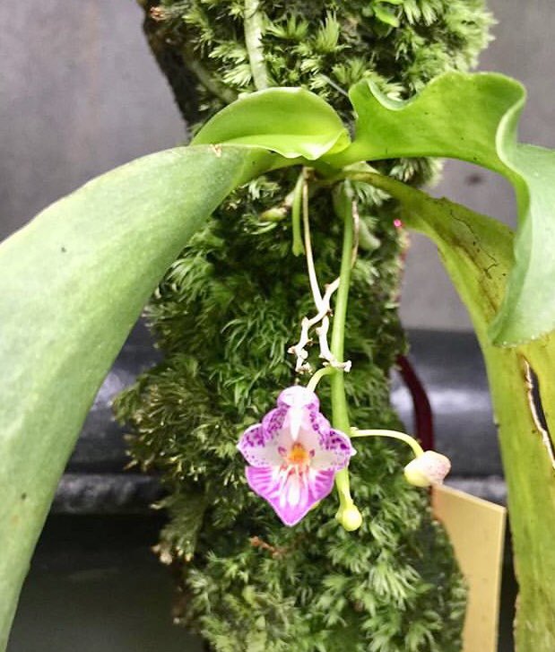 Engei Life ファレノプシス アッペンディクラータ Phal Appendiculata 胡蝶蘭 の中で最も小型の花をつける原種系のラン 栽培はなかなか難しい部類 洋蘭