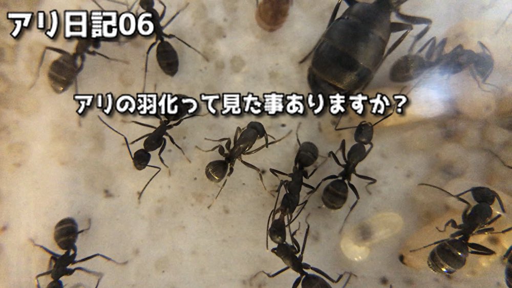 アリの羽化 Twitter Search Twitter アリの羽化 Twitter Search Twitter