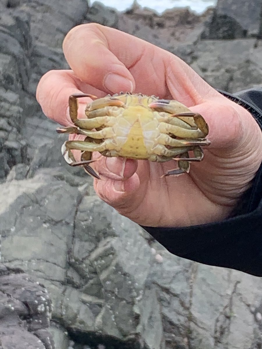 gladstonebarry's tweet photo. Year 6 #stackpole #rockpools #lookwhatwefound #limpets https://t.co/R1Cf81zH2w