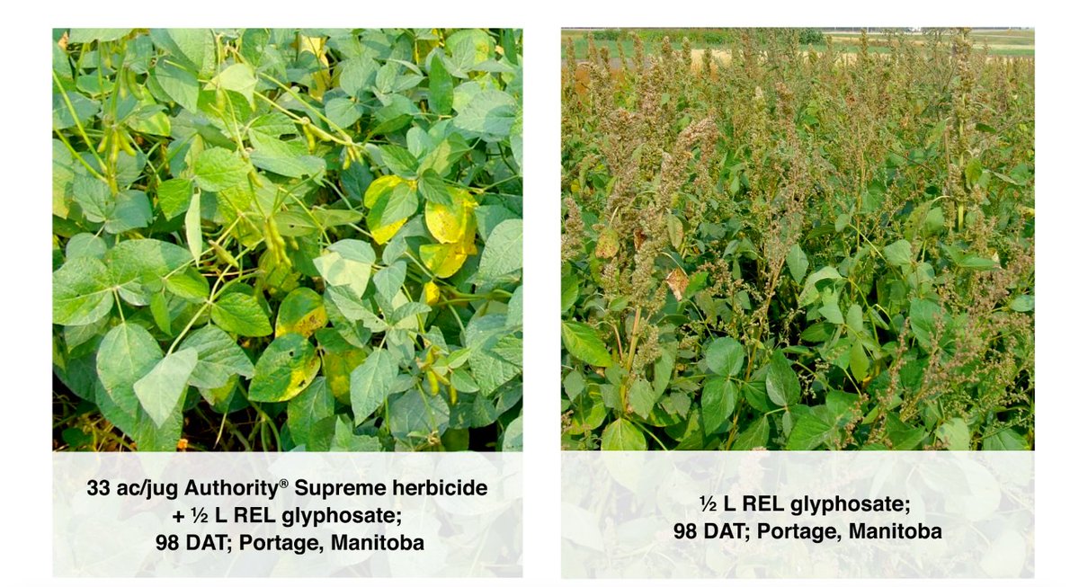 FMCAgCanada's tweet photo. There's a reason it's called "supreme"🏅. Authority Supreme herbicide gives 2-in-1 pre-emergent protection against grassy and broadleaf weeds in front of field peas, chickpeas and soybeans. #plant20 #preemergent #preplant #spray20 https://t.co/XqkgQGurTH https://t.co/OSnoSsvDHx