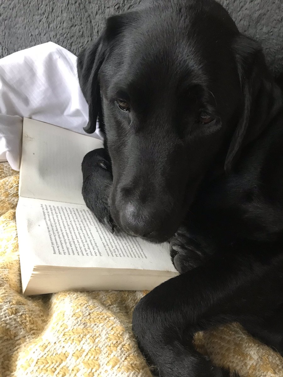 bellatalpa's tweet photo. #dogsOfOxford Bella recommends curling up with a good book on this wet afternoon https://t.co/9P0e3VbRoS
