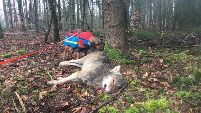 ThuisinGld's tweet photo. Doodgereden wolf was in topconditie, coronabesmetting gesprek van de dag in Kerkwijk, Arnhem en Nijmegen willen 60.000 huizen bouwen en we eten kip ketjap bij Olivia (10) in Huissen https://t.co/BYF6Fh2zfg