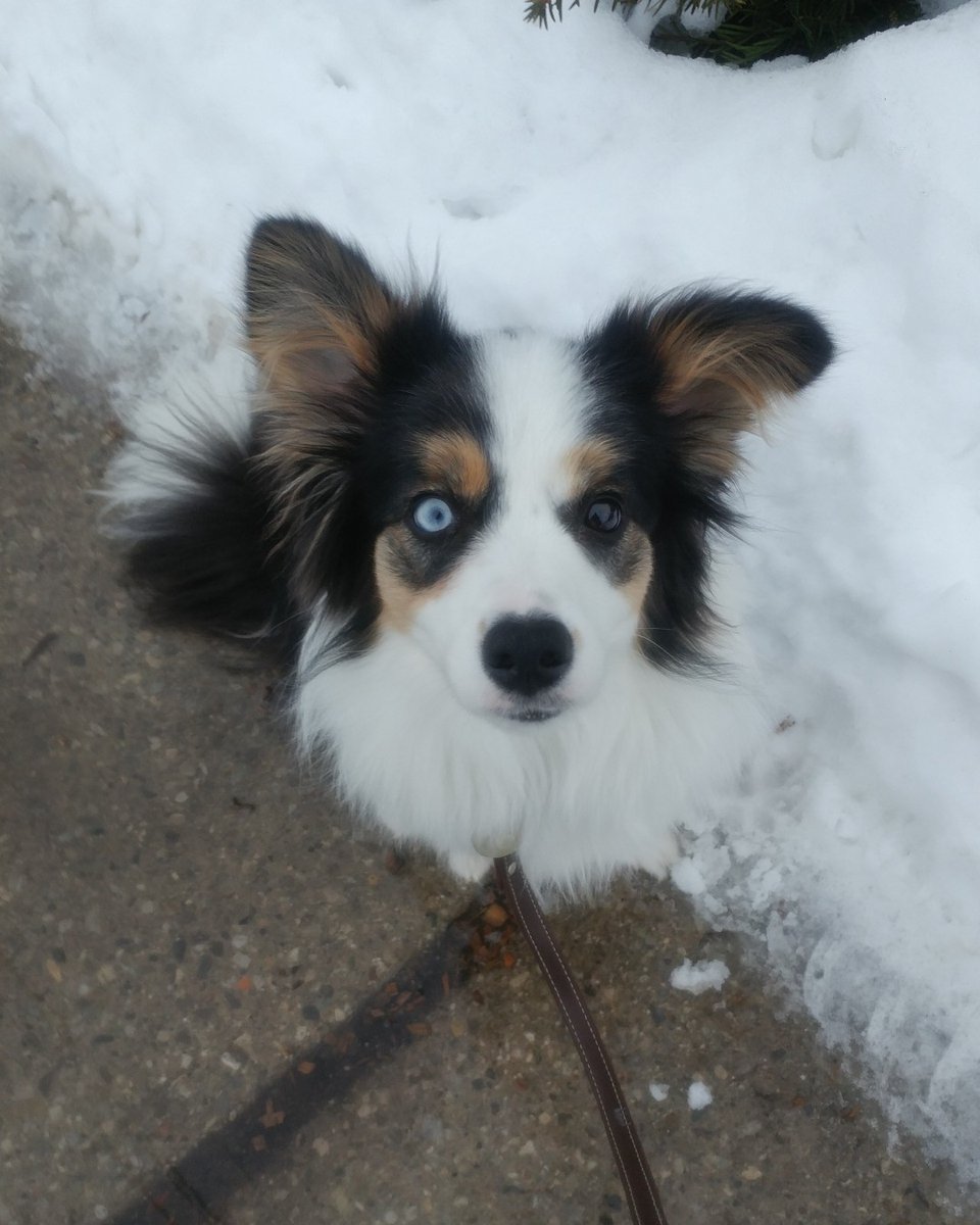 BusyBeeCritSit's tweet photo. Maggie knows who holds the treat bag.

#sittingpretty #earnthattreat #oneearbent #bordercolliemix #heterochromia #piercingeyes #earfluff #prettypup #socute #dogsofguelph #guelphdog #guelphpet #guelph #busybeecrittersitters #dogwalking #dogwalker #walktime https://t.co/ypQRgTc0FW