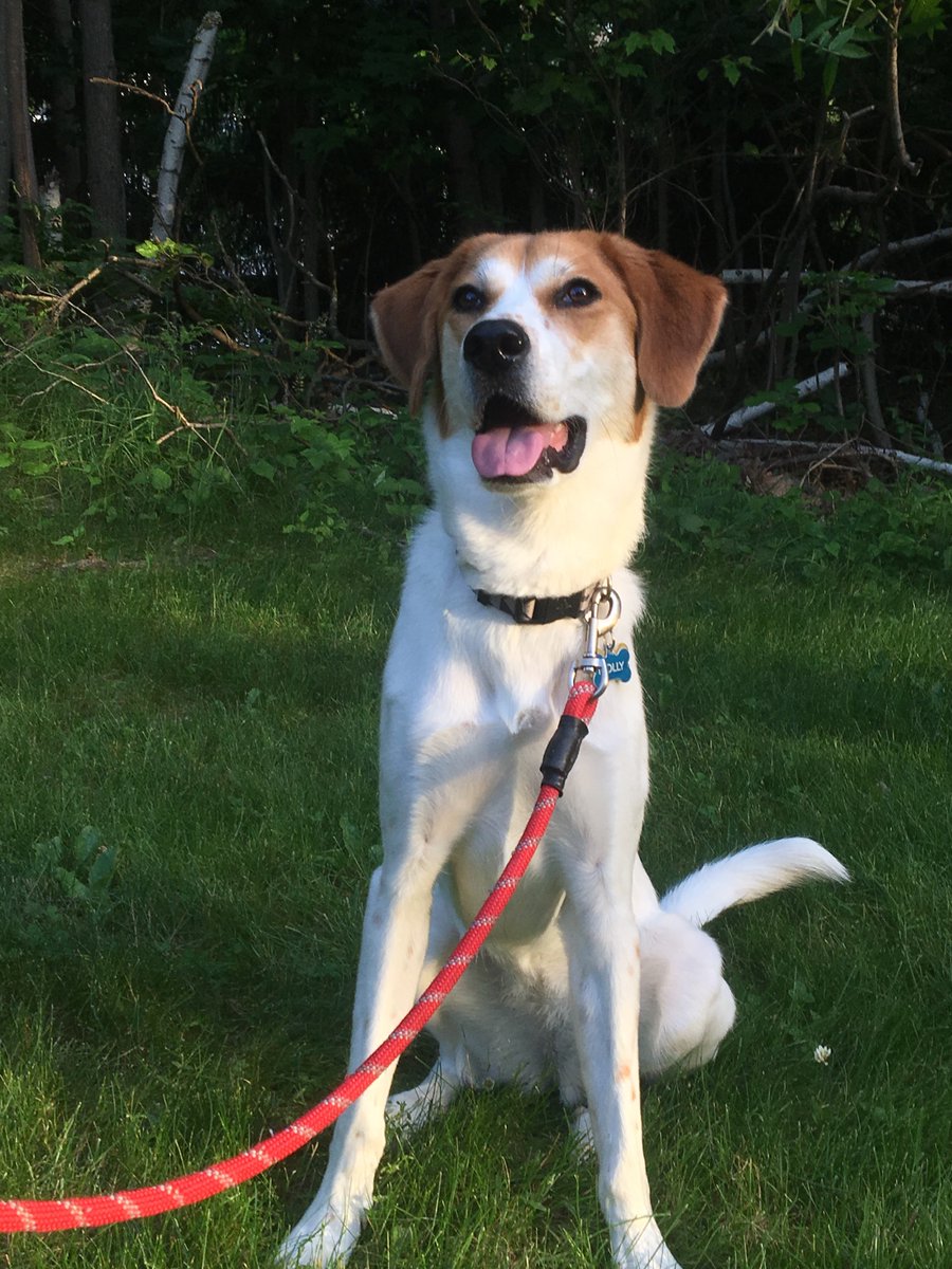 ServicePaw's tweet image. Having a great time with my dog. I hope to play with your dog soon and some fun in the sun. #ThePerfectCareForYourPet