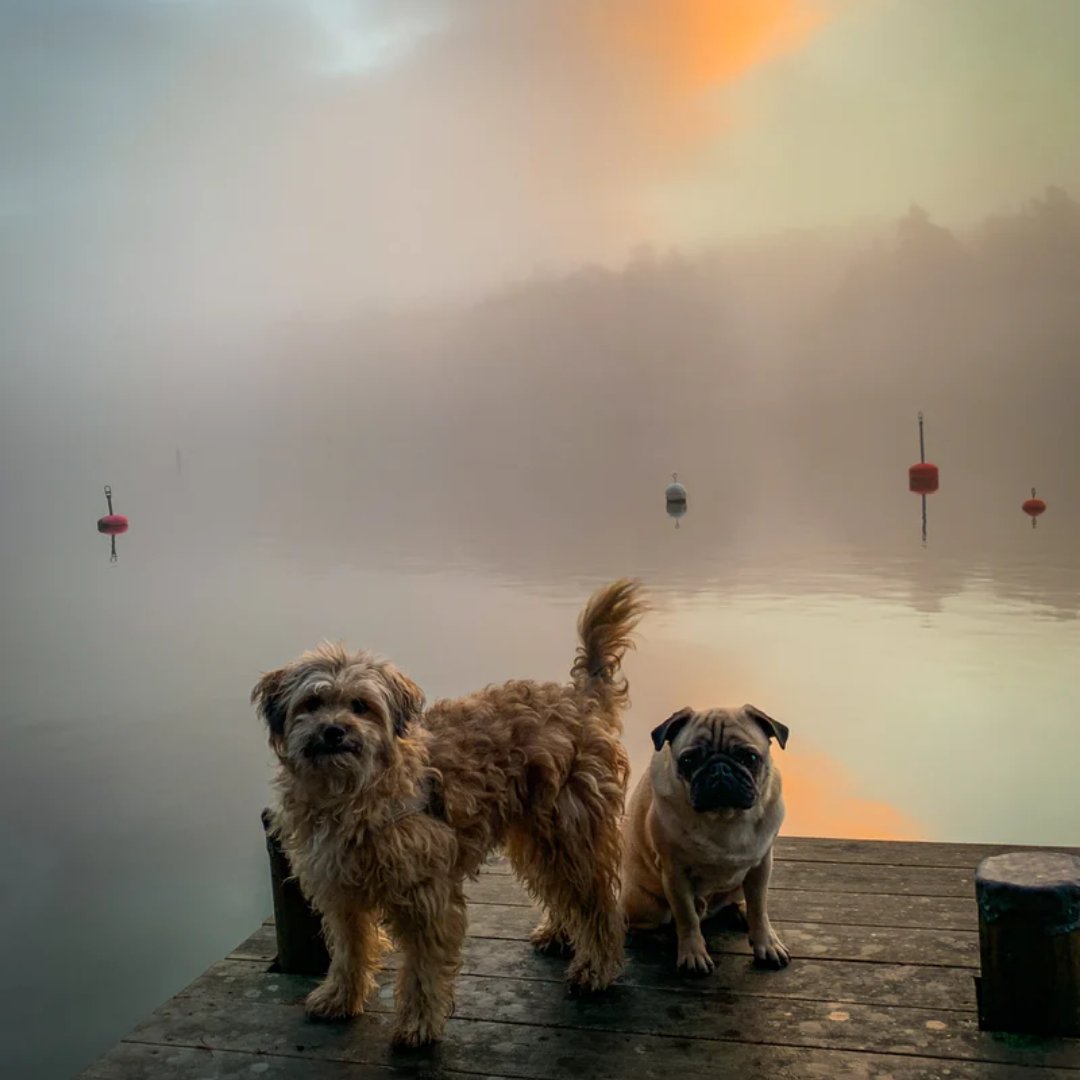 SoleFlops's tweet photo. Does your pet have a #bestfriend? Reply to this tweet and show us an image. 

#furfriends #pups #dogs #waterdogs https://t.co/Hl9FlDUvvk