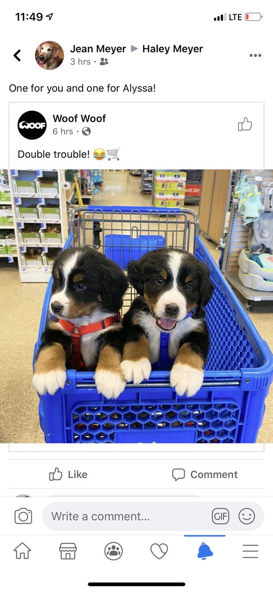 haley’s mom knows what’s up. &amp; yes we need puppy siblings 😍😍😍