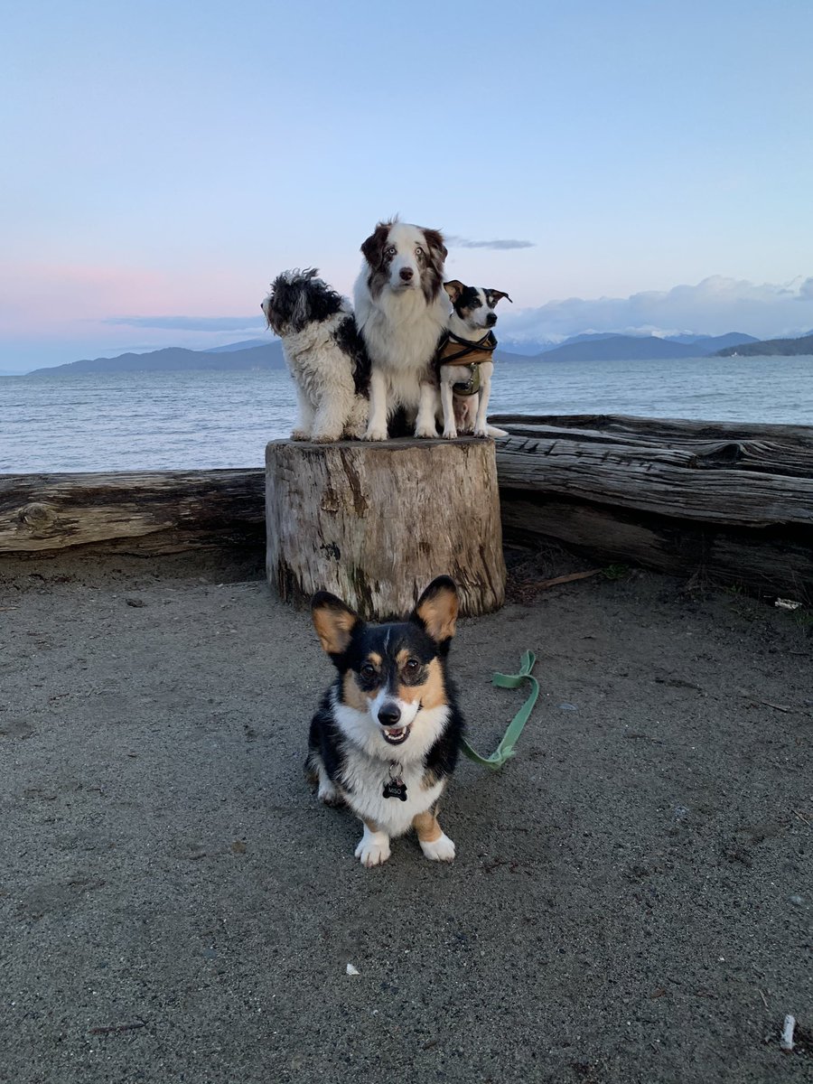 leahgregg's tweet photo. Miso wants you to know that her new album will be dropping soon... #misocorgi https://t.co/ytM2k2E76B