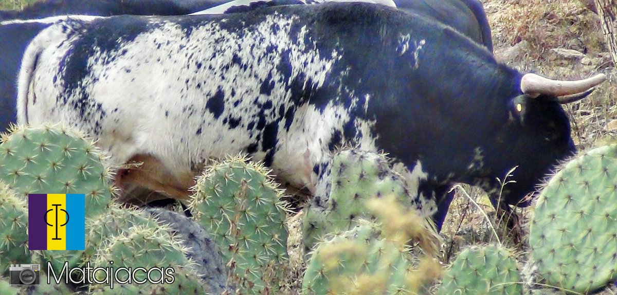Sorprendente paisaje de la bravura en creativas formas dignas del pincel de los artistas que se pondrán delante!, Nos vemos en Teziutlán el 15 de Marzo #PurititoTorreóndeCañas