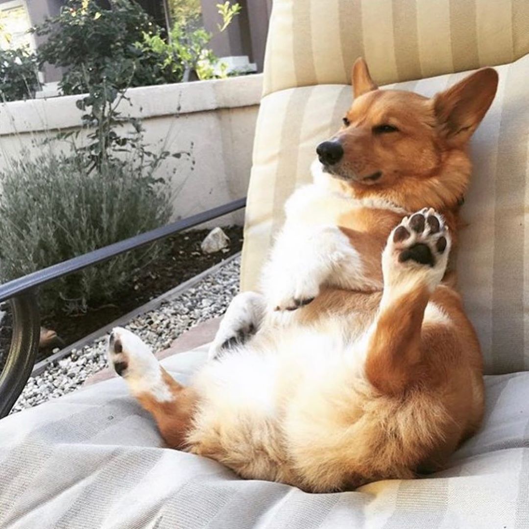 corgilovers3's tweet photo. — I doin a relax’ 🐶
👉🏼 feat. @orangecorgi
#corgioftheday #corgilife #corgidaily #corgipuppy
 #corgigram #WednesdayWisdom #BernieOrBust2020 #RiggedPrimary https://t.co/TyvLnB1DcE