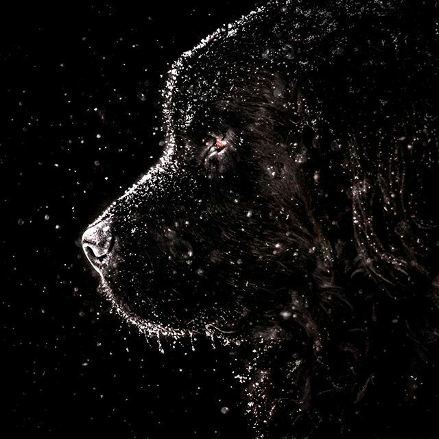KimClune's tweet photo. Snowflakes to stardust, you were the best dog ever.
.
.
.
#newfoundlanddog #newfy #newfiedog #newfydog #newfsofinstagram #dogsofinstagram #instadogs #igdogs #bestdogs #cutedog #funnydogs #dogsarebetter #doggy #doglovers #uniquedogs #dogpics #pet… https://t.co/dnLU5491eV https://t.co/TDjiM4VJGo